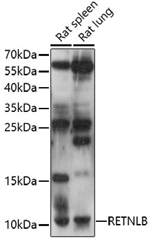 RETNLB Rabbit Polyclonal Antibody