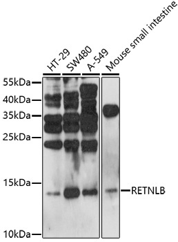 RETNLB Rabbit Polyclonal Antibody