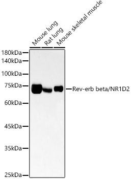 Rev-erb beta/NR1D2 Rabbit Monoclonal Antibody