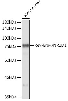 Rev-ErbAlpha/NR1D1 Rabbit Monoclonal Antibody