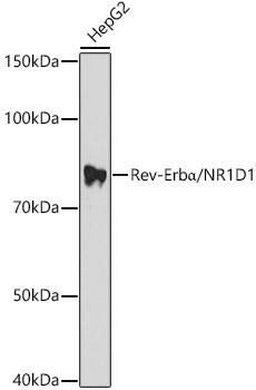 Rev-ErbAlpha/NR1D1 Rabbit Polyclonal Antibody