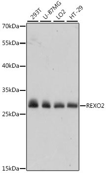 REXO2 Rabbit Polyclonal Antibody