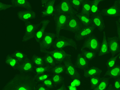 RFC1 Rabbit Polyclonal Antibody - Image 4