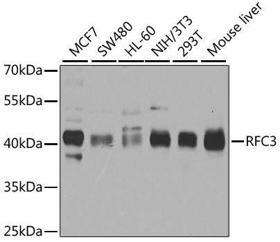 RFC3 Rabbit Polyclonal Antibody