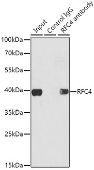 RFC4 Rabbit Polyclonal Antibody - Image 3