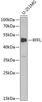 RFFL Rabbit Polyclonal Antibody