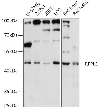 RFPL2 Rabbit Polyclonal Antibody