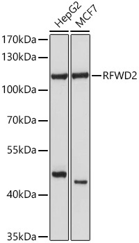 RFWD2 Rabbit Polyclonal Antibody