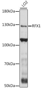 RFX1 Rabbit Polyclonal Antibody