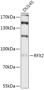 RFX2 Rabbit Polyclonal Antibody