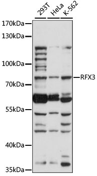 RFX3 Rabbit Polyclonal Antibody