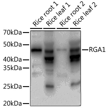 RGA1 Rabbit Polyclonal Antibody