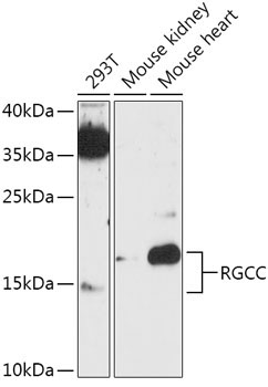 RGCC Rabbit Polyclonal Antibody