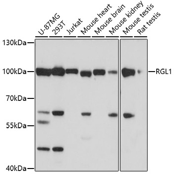 RGL1 Rabbit Polyclonal Antibody