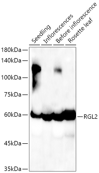 RGL2 Rabbit Polyclonal Antibody