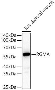 RGMA Rabbit Monoclonal Antibody