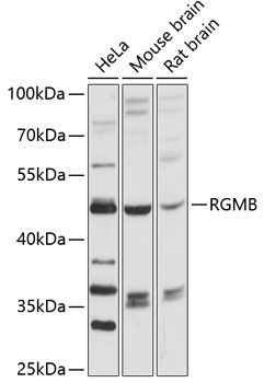 RGMB Rabbit Polyclonal Antibody