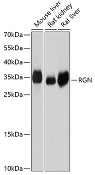 RGN Rabbit Polyclonal Antibody