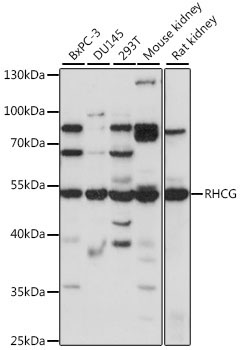 RHCG Rabbit Polyclonal Antibody