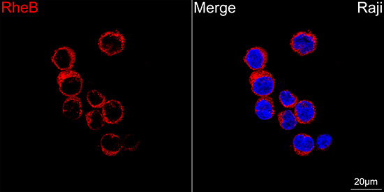 RheB Rabbit Monoclonal Antibody - Image 2