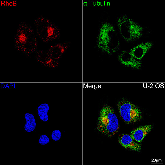 RheB Rabbit Monoclonal Antibody - Image 3