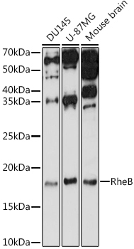 RheB Rabbit Polyclonal Antibody