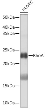 RhoA Rabbit Monoclonal Antibody