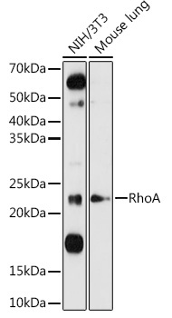 RhoA Rabbit Polyclonal Antibody