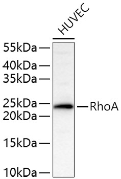 RhoA Rabbit Polyclonal Antibody - Image 2