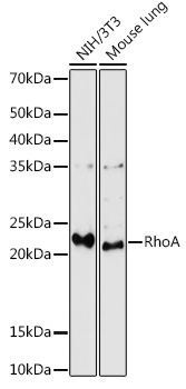 RhoA Rabbit Polyclonal Antibody
