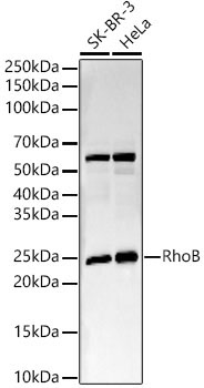 RhoB Rabbit Monoclonal Antibody - Image 2