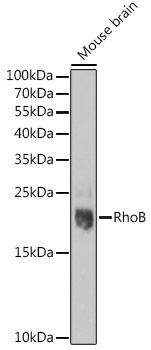 RhoB Rabbit Polyclonal Antibody