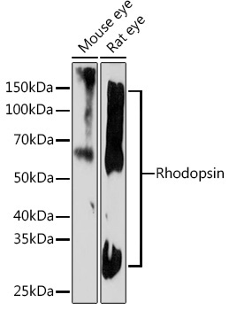 Rhodopsin Rabbit Monoclonal Antibody