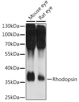Rhodopsin Rabbit Polyclonal Antibody