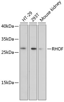 RHOF Rabbit Polyclonal Antibody