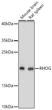 RHOG Rabbit Polyclonal Antibody