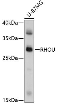 RHOU Rabbit Polyclonal Antibody