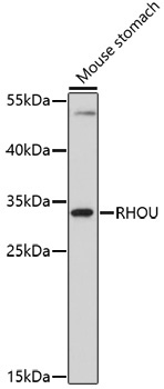RHOU Rabbit Polyclonal Antibody