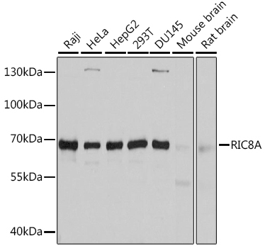 RIC8A Rabbit Polyclonal Antibody