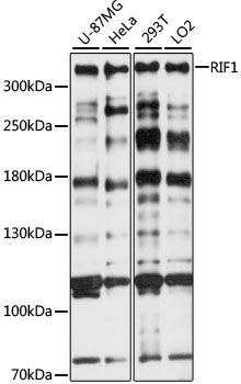 RIF1 Rabbit Polyclonal Antibody