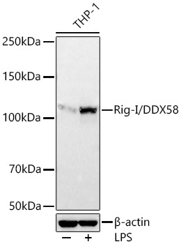 Rig-I/DDX58 Rabbit Monoclonal Antibody - Image 3