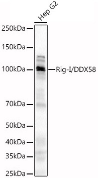 Rig-I/DDX58 Rabbit Polyclonal Antibody