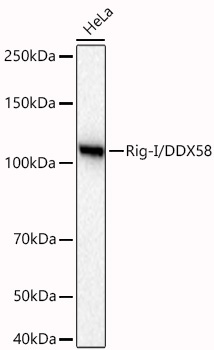 Rig-I/DDX58 Rabbit Polyclonal Antibody - Image 2