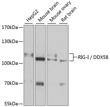 Rig-I/DDX58 Rabbit Polyclonal Antibody