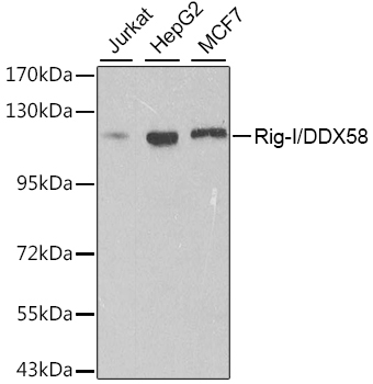 Rig-I/DDX58 Rabbit Polyclonal Antibody