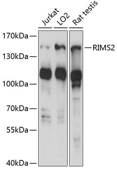 RIMS2 Rabbit Polyclonal Antibody