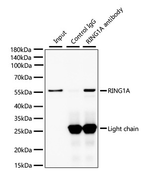 RING1A Rabbit Monoclonal Antibody - Image 3