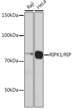 RIPK1/RIP Rabbit Monoclonal Antibody