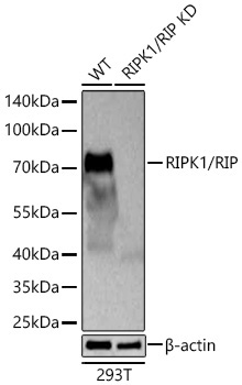 RIPK1/RIP Rabbit Monoclonal Antibody - Image 2