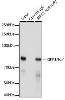 RIPK1/RIP Rabbit Monoclonal Antibody - Image 3